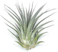 Rainbow Tillandsia Air Plant, Tillandsia Air Plant, Airplant, Air Purification, House Plant, Home Decor & Gift, Live Plant, Healthy Arrival Guarantee (Silver)
