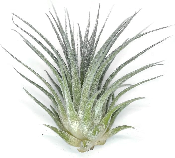 Rainbow Tillandsia Air Plant, Tillandsia Air Plant, Airplant, Air Purification, House Plant, Home Decor & Gift, Live Plant, Healthy Arrival Guarantee (Silver)