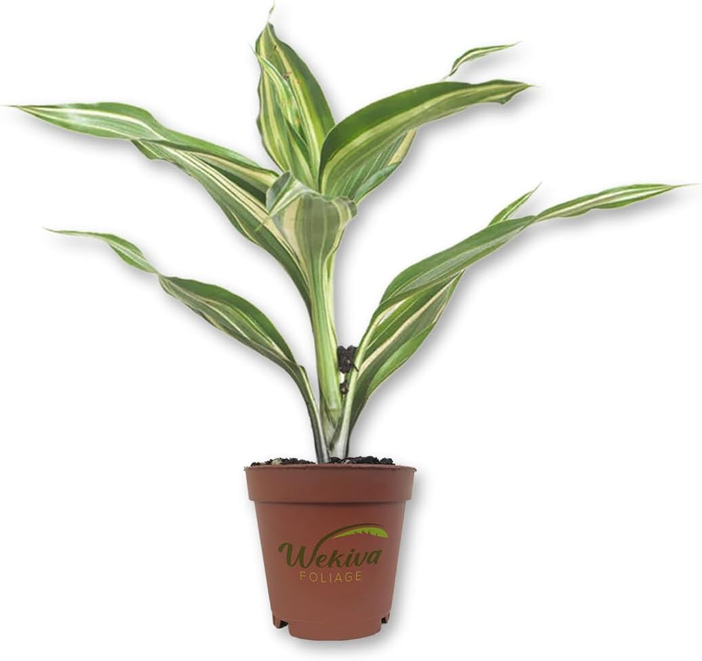 Lucky Mini Bamboo - 4 Live Starter Plants in 2 Inch Growers Pots - Dracaena Sanderiana - Feng-Shui Zen Garden Houseplants