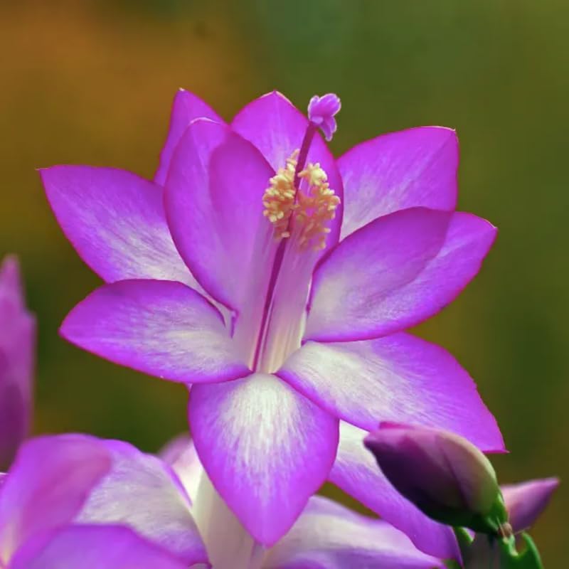Christmas Cactus Plants Live, Thanksgiving Cactus Easter Cactus Like, 4-8 Inc Tall, Cold Hardy, Holiday Cactus for Indoor Outdoor Planting, Starter Size (Purple)