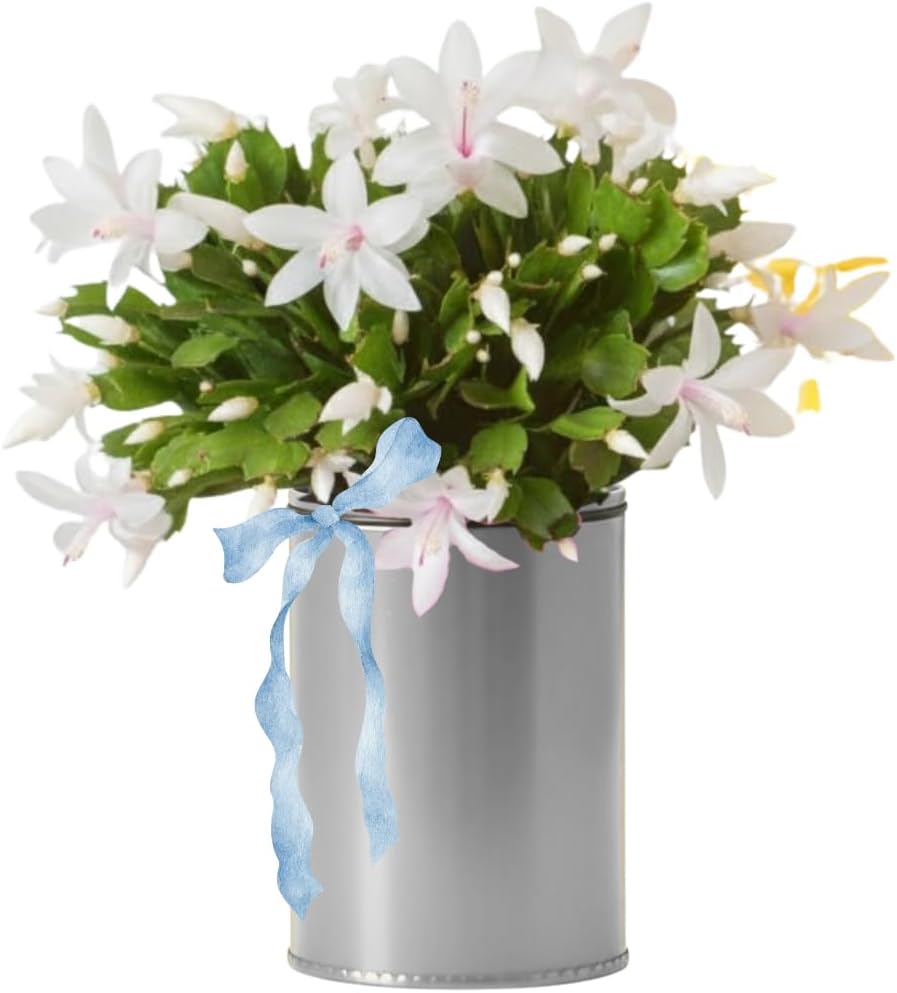 Thanksgiving Cactus Plants Live in 4" Pot, Holiday Christmas Cactus, Colorful Indoor Houseplant, Zygocactus Like, Ready to Bloom (White)