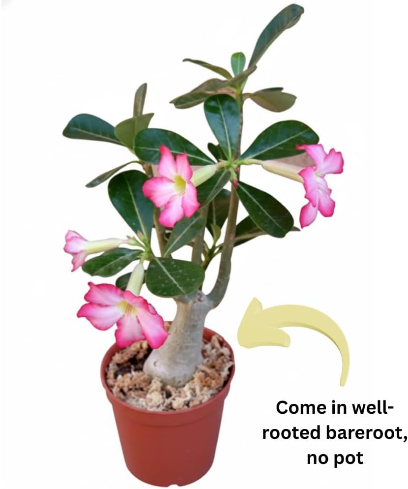 Pink Desert Rose Plant Live, 4-7" Tall, Adenium Obesum Well-Rooted Succulent for Indoor Outdoor Displays