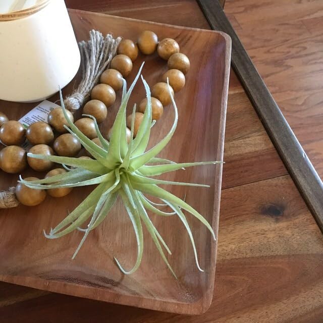 Casktcom® Large Green Real Touch Faux Air Plants, Lifelike Fake Tillandsia Pick, Artificial Air Plants for DIY Garden Wedding Home Decor — No Care Needed 5 pcs