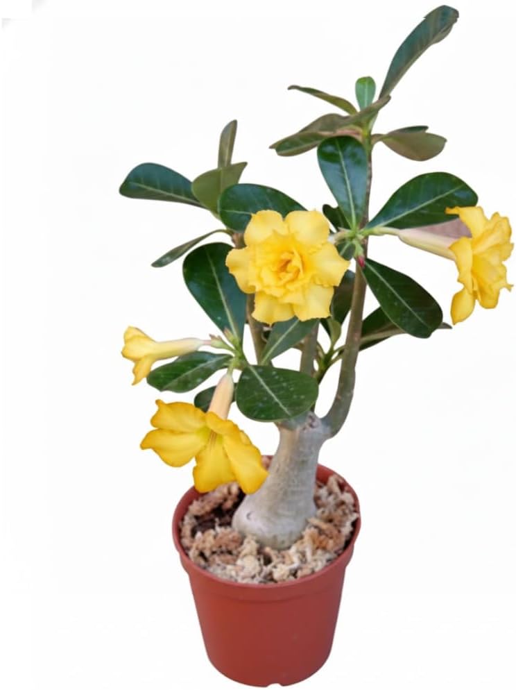 Double Yellow Desert Rose Plant Live, 4-7" Tall, Adenium Obesum Well-Rooted Succulent for Indoor Outdoor Displays