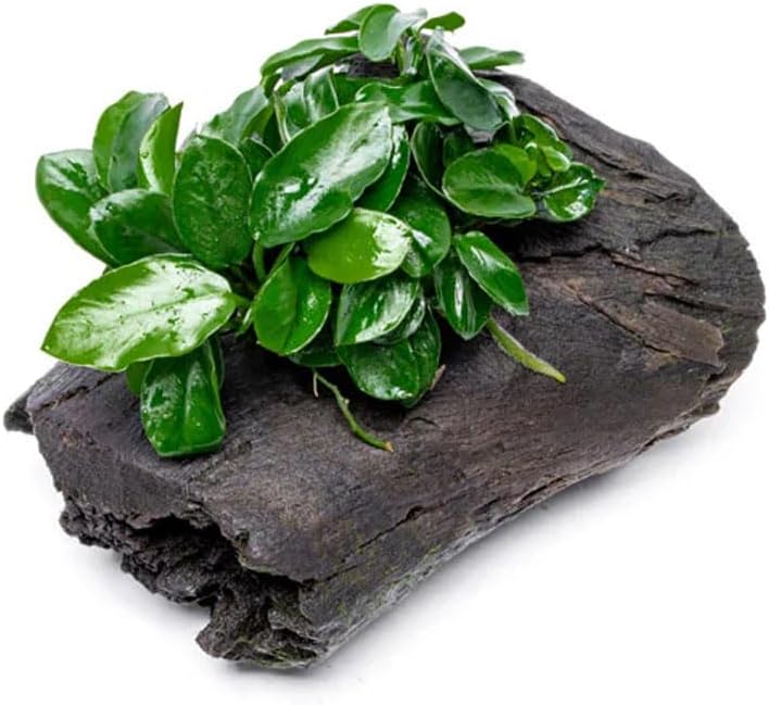 SubstrateSource Live Planted Decor - Anubias Nana Long Wavy on Driftwood - Low to Moderate Light - Deep Green Leaves Aquatic Plant, Foreground to Midground Tank Placement for Aquascaping - 1 Pack