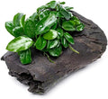 SubstrateSource Live Planted Decor - Anubias Nana Long Wavy on Driftwood - Low to Moderate Light - Deep Green Leaves Aquatic Plant, Foreground to Midground Tank Placement for Aquascaping - 1 Pack