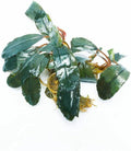 SubstrateSource Live Plants - Starglitz Buce (Bucephalandra sp.) - Low to Medium Light, Dark Green Iridescent Accent Aquatic Rhizome Plant, Foreground to Midground Placement - Loose Plant, 1 Pack