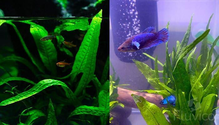 Java Fern Bare Root | Microsorum Pteropus - Low Light Freshwater Aquarium Plant