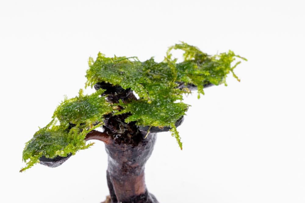 SubstrateSource Live Planted Decor - Moss on Bonsai (Aquascaping Tree) - Low to Moderate Light, Bright Green Freshwater Accent for Aquatic Layouts, Midground Placement Centerpiece - Medium, 1 Pack