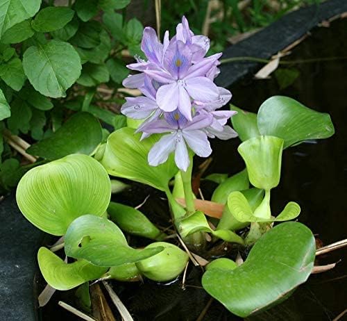 Water Lettuce (Pistia stratiotes) and Water Hyacinth (Eichhornia crassipes) Bundle (2 Water Lettuce (Pistia stratiotes) and 2 Water Hyacinth (Eichhornia crassipes) Bundle, 2, Count)
