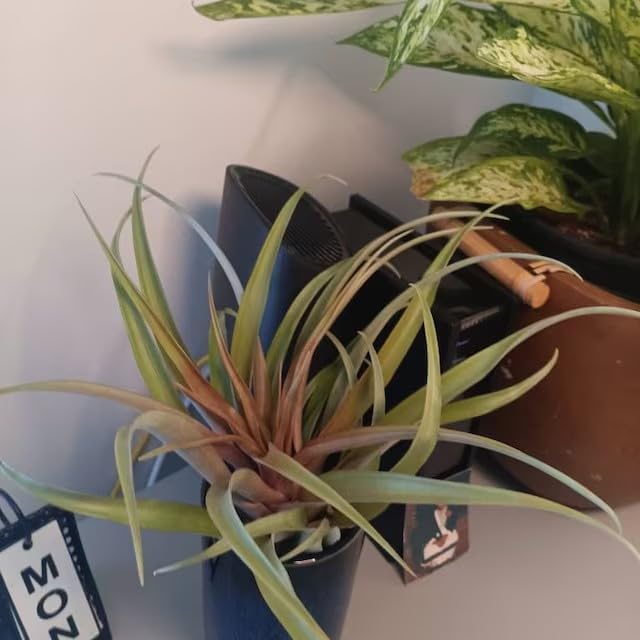 Casktcom® Large Green Real Touch Faux Air Plants, Lifelike Fake Tillandsia Pick, Artificial Air Plants for DIY Garden Wedding Home Decor — No Care Needed 5 pcs