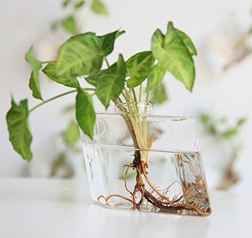 Kingbuy Wall Planter for Indoor Plant Pathos Hydroponic Succulent Hanging Terrarium Glass Vase Air Plant Holder Diamond Home Office Garden Decor, 2 Set