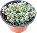 Live Succulents Sedum Dasyphyllum (4-inch), Succulent Plants Fully Rooted in Pots with Soil, Easy-Care House Plant for DIY, Home Office Decor, Wedding Party Favor