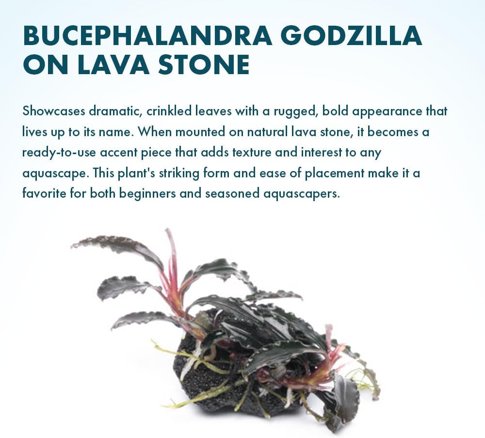 SubstrateSource Live Planted Decor - Bucephalandra Godzilla (Bucephalandra sp.) on Lava Stone (Framed) - Dark Green Leaves with Ruffled Edges Aquatic Plant, Low to Medium Light for Aquascaping, 1 Pack