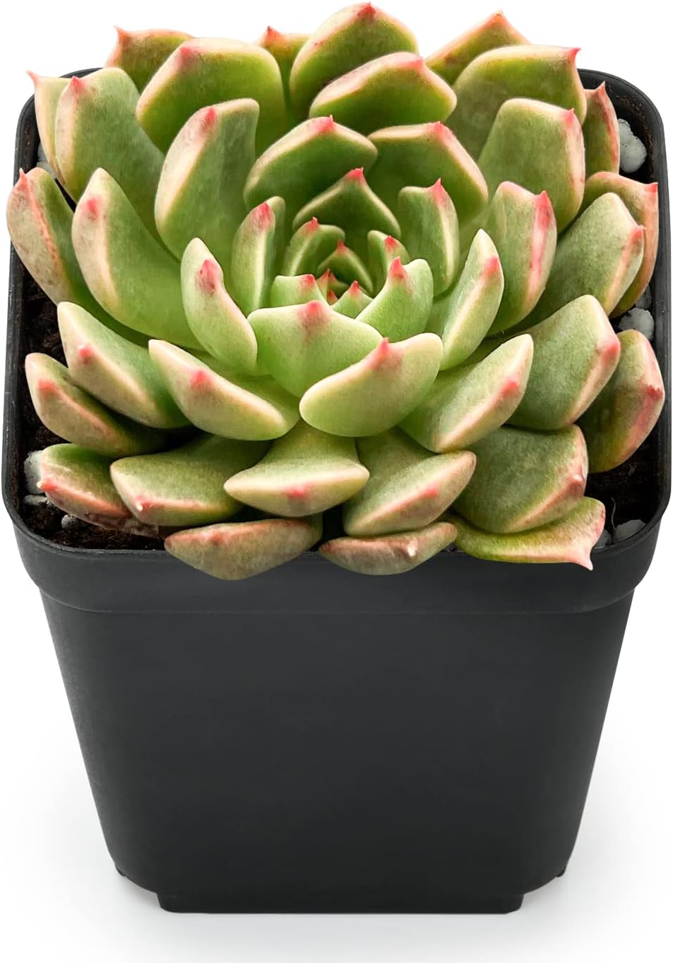 Sprout N Green Echeveria Olivia, Live Succulent Fully Rooted in 2 inch Starter Pot, House Plant for Indoor Outdoor Home Office Wedding Decoration Party Favor