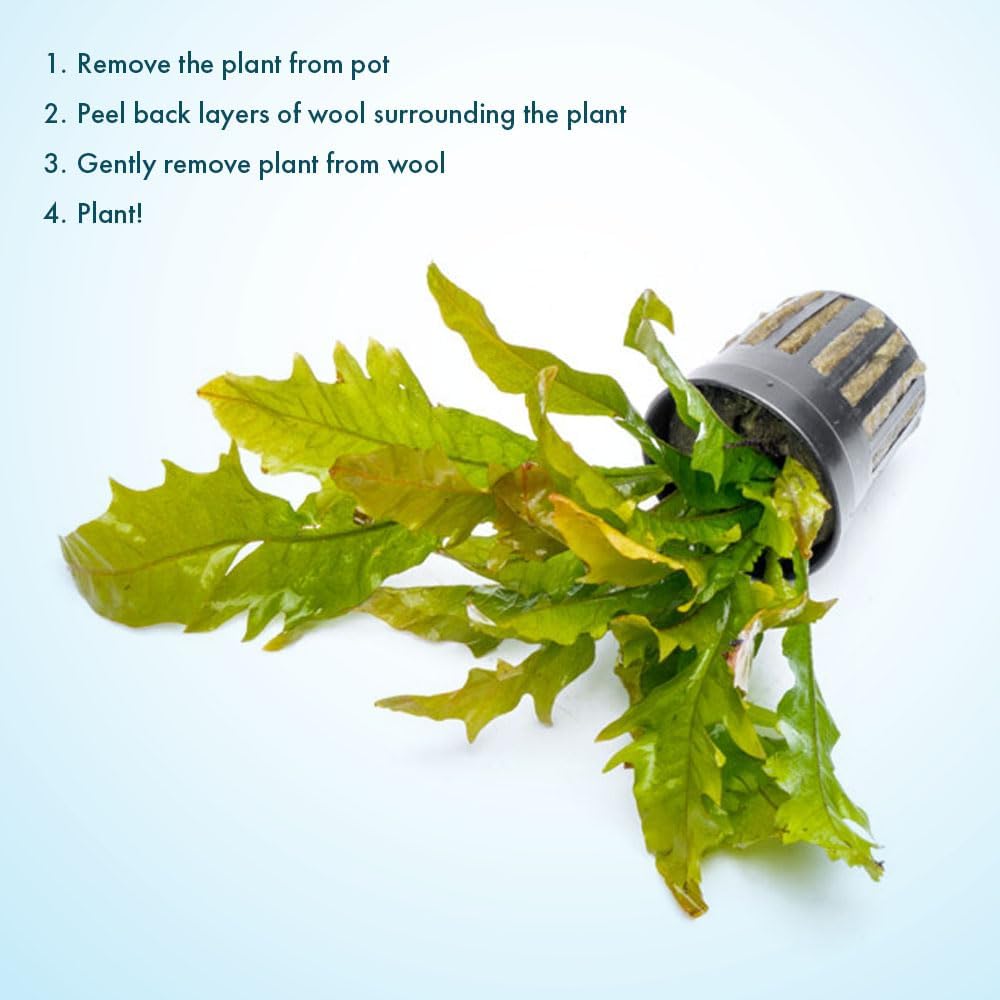 SubstrateSource Java Fern Live Aquarium Plants - Potted Freshwater Plant for Fish Tanks - Beginner Friendly, Low Light (Sunrise, 1 Pot)