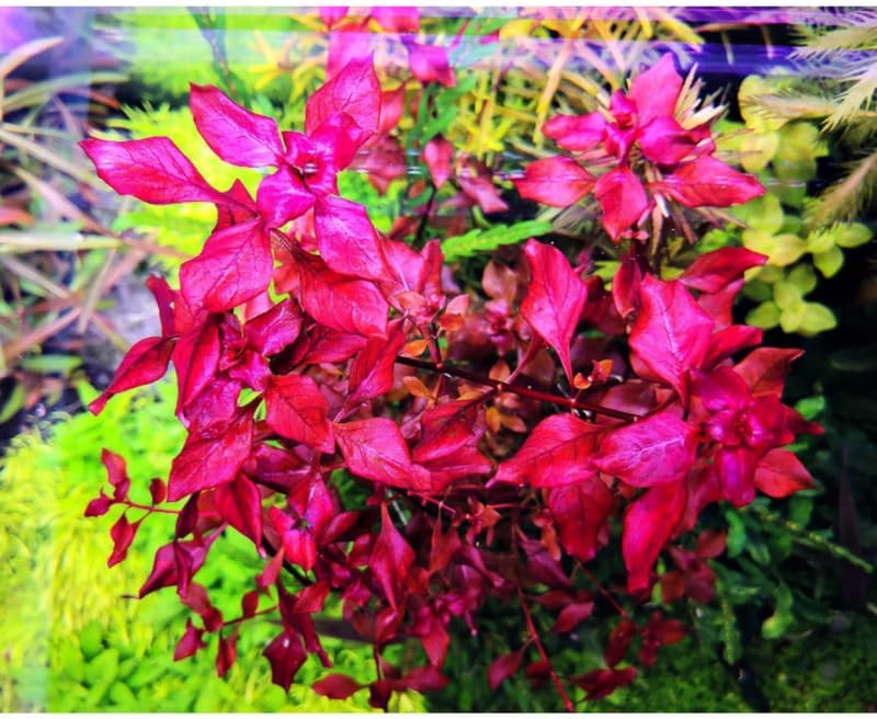 Super Red Ludwigia Aquarium Plants Live, 1 Bundle Ludwigia Aquatic Plants, No Root, 5 to 7 Stems, Live Aquarium Plants, Freshwater Aquarium for Planting
