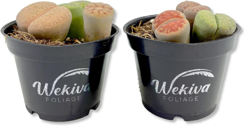 Living Stone Plant - 2 Live Starter Plants - Lithops - Decorative Exotic Colorful Mini Succulent for Your Container Garden or Terrarium