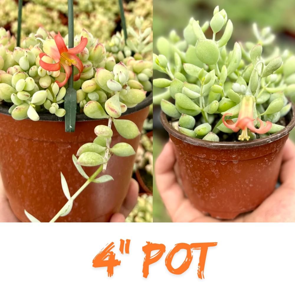 Cotyledon Pendens Succulent Live Plant Potted, Trailing Succulent Rare House Plant for Home Office Decoration, Indoor Outdoor Growing, 4" Pot, Starter Plants