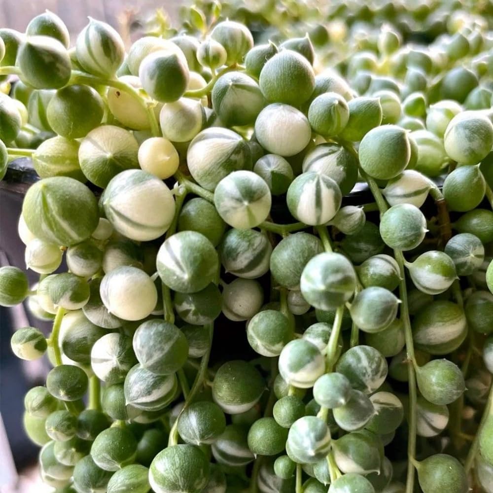 Variegated String of Pearls Plant Live Succulent 4 Inch Pot, Hanging Plant for Home Office Decor, Rare Succulent Trailing Vine, 4-7 Inch Tall