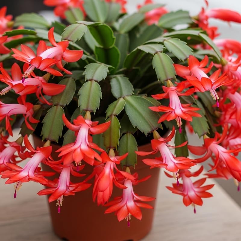 Thanksgiving Cactus Plants Live in 4" Pot, Holiday Christmas Cactus, Colorful Indoor Houseplant, Zygocactus Like, Ready to Bloom (Red)