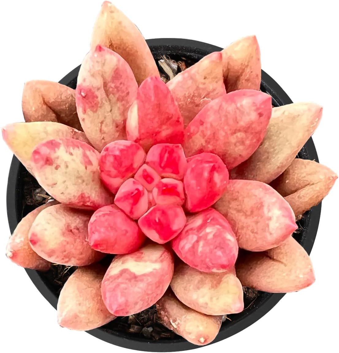 2" Live Succulent Plants Echeveria 'Goldfish', Mini Potted Succulents, Easy Care Indoor Houseplant, Unique Gifts, Home Office Décor
