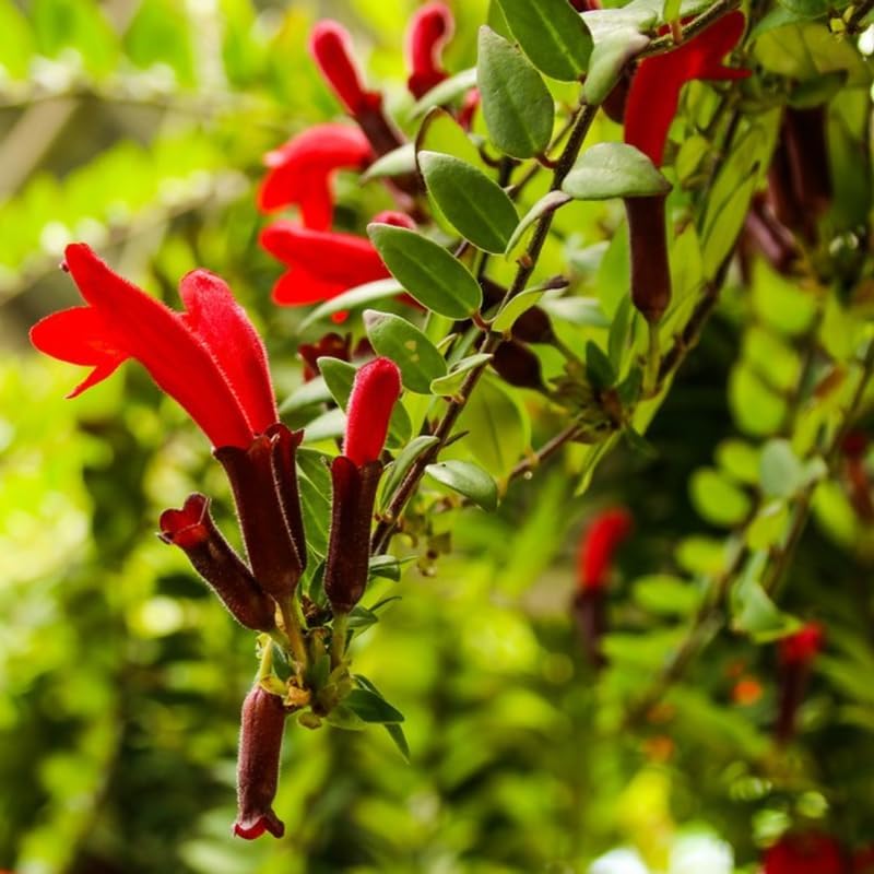 Lipstick Plants Live Houseplants Indoor |4 Inch Tall Indoor Flowering Twister Lipstick Plant Aeschywanthus for Hanging Baskets or Home Décor