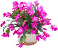 Christmas Cactus Plants Live, Thanksgiving Cactus Easter Cactus Like, 4-8 Inc Tall, Cold Hardy, Holiday Cactus for Indoor Outdoor Planting, Starter Size (Pink)