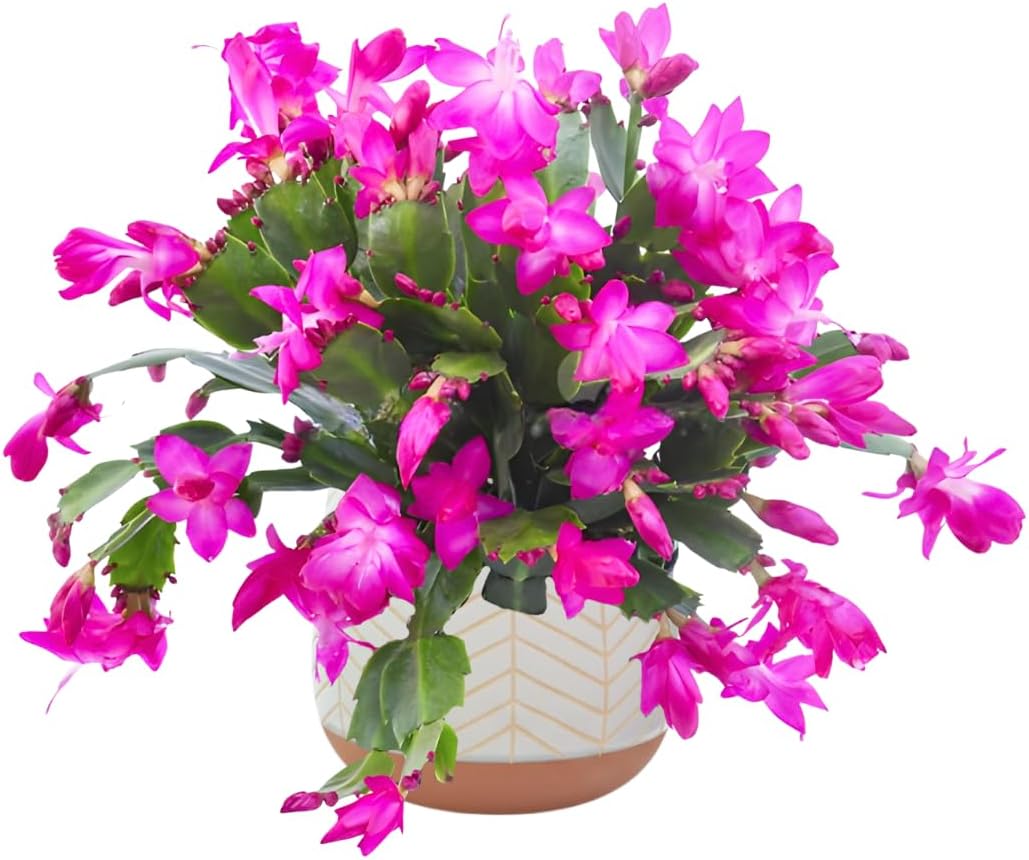 Christmas Cactus Plants Live, Thanksgiving Cactus Easter Cactus Like, 4-8 Inc Tall, Cold Hardy, Holiday Cactus for Indoor Outdoor Planting, Starter Size (Pink)