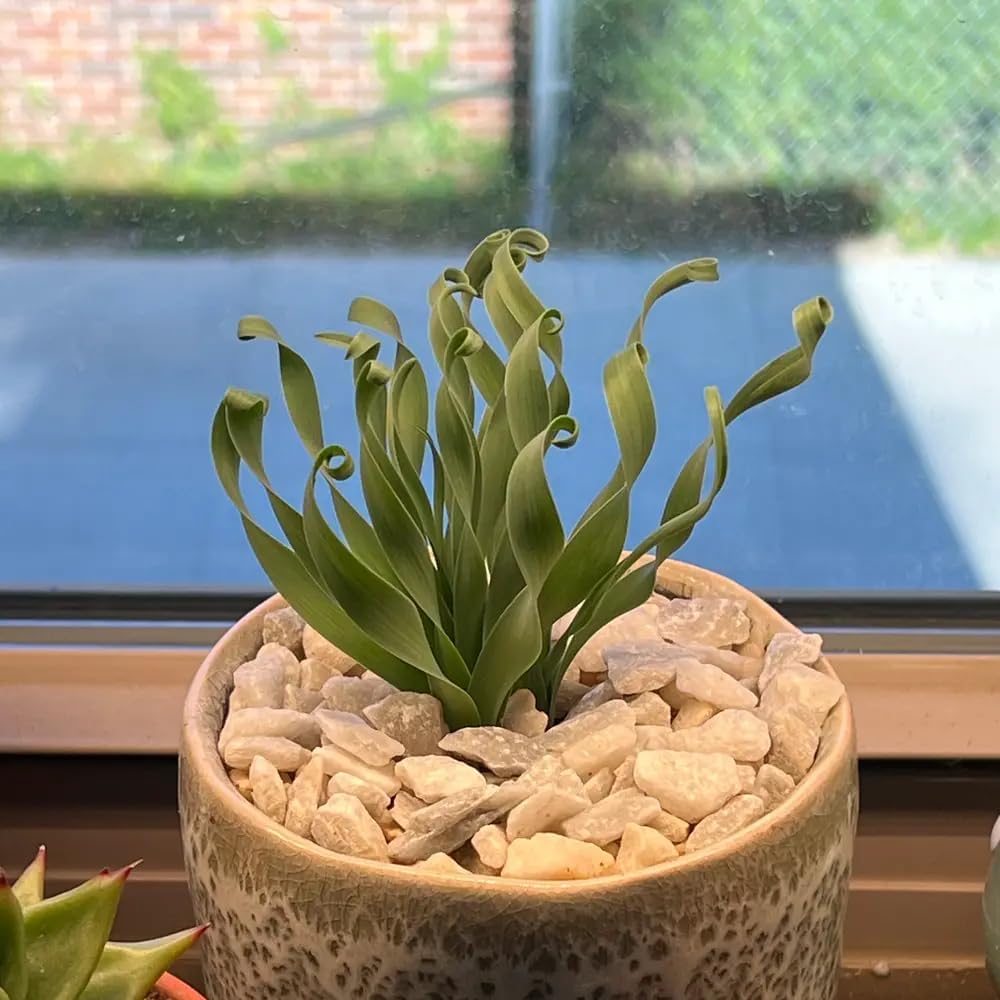 Albuca Succulent Plant Live, Curly Grass, Albuca Plant, Rare Succulent in 4" Pot, Easy-Care Indoor Outdoor Plant