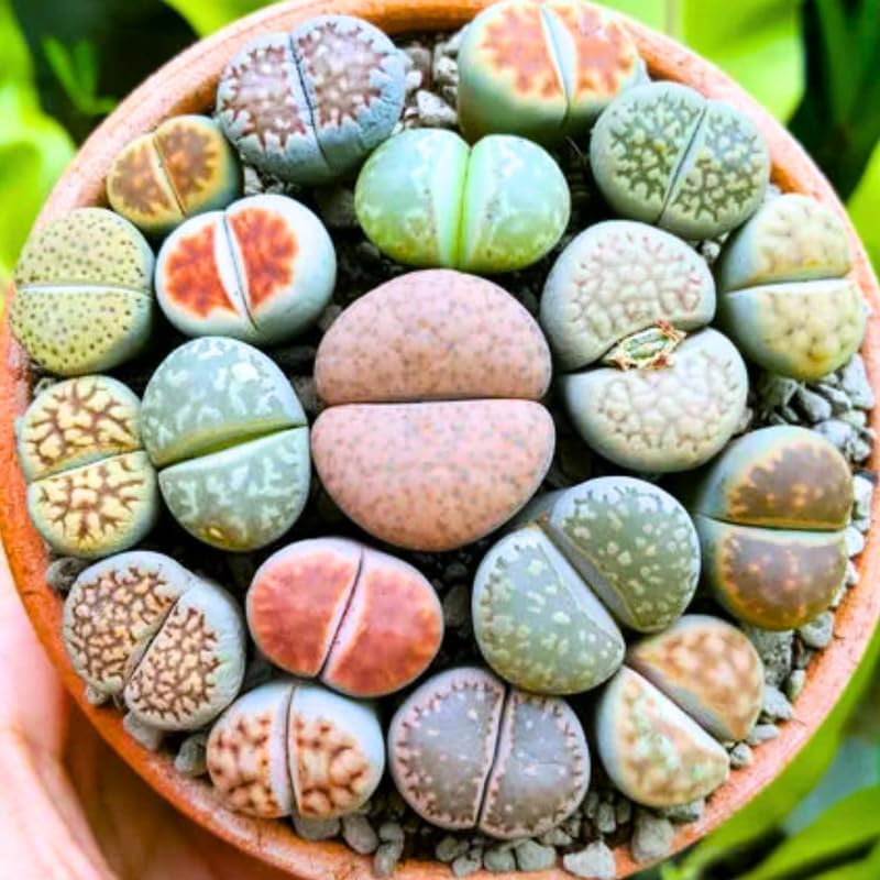 Mix Lithops Succulents Plants Live Bulks, Pack 20 Corlorful Living Stones Lithops Live Plants, Beautiful Lithops Living Stones to Grow, Large Lithop Succulents Cactus Garden