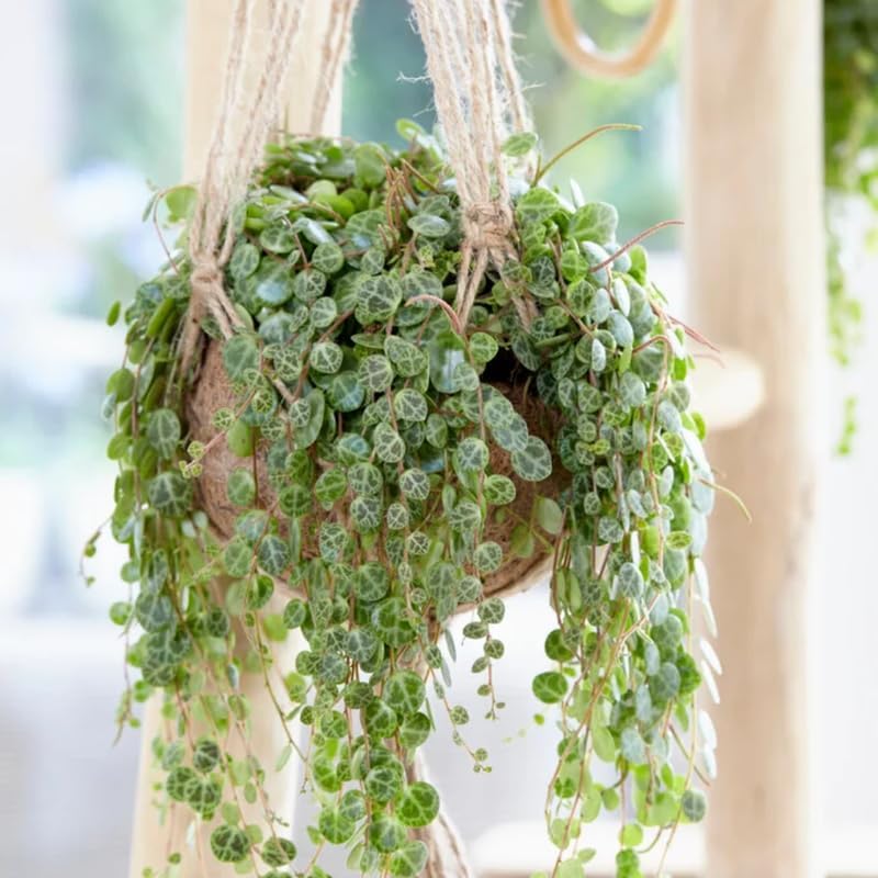 String of Turtles Live Plant, in Pot, Trailing Succulent Plant, Hanging Vine Live Indoor Houseplant