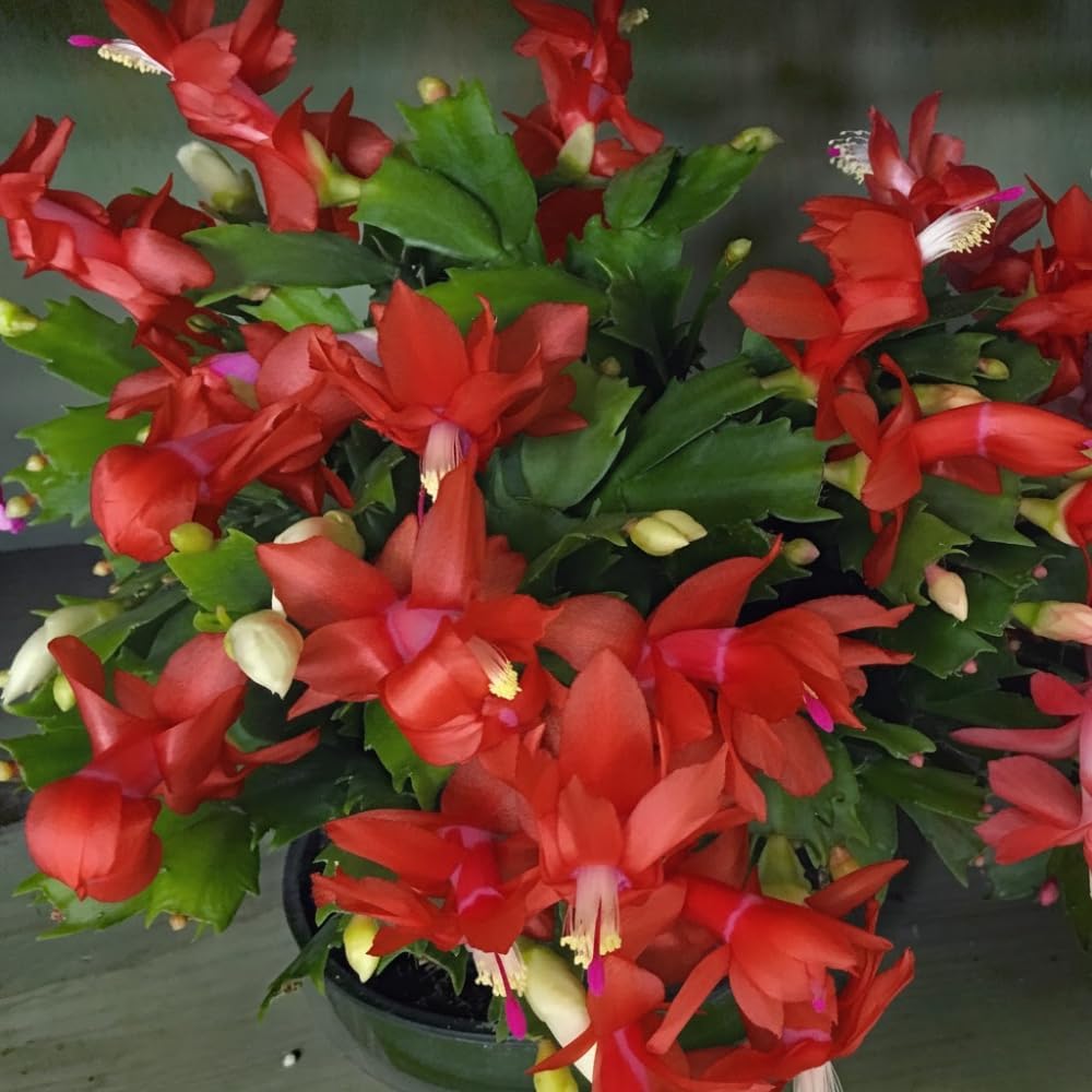 Red Christmas Cactus Plant, Well Rooted Flowering Cactus Live in 4'' Pot, Indoor Outdoor Planting