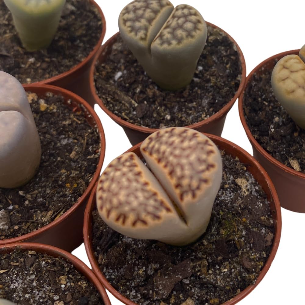 BubbleBlooms Lithops Assortment Living Stones Succulent 2 inch Set of 6