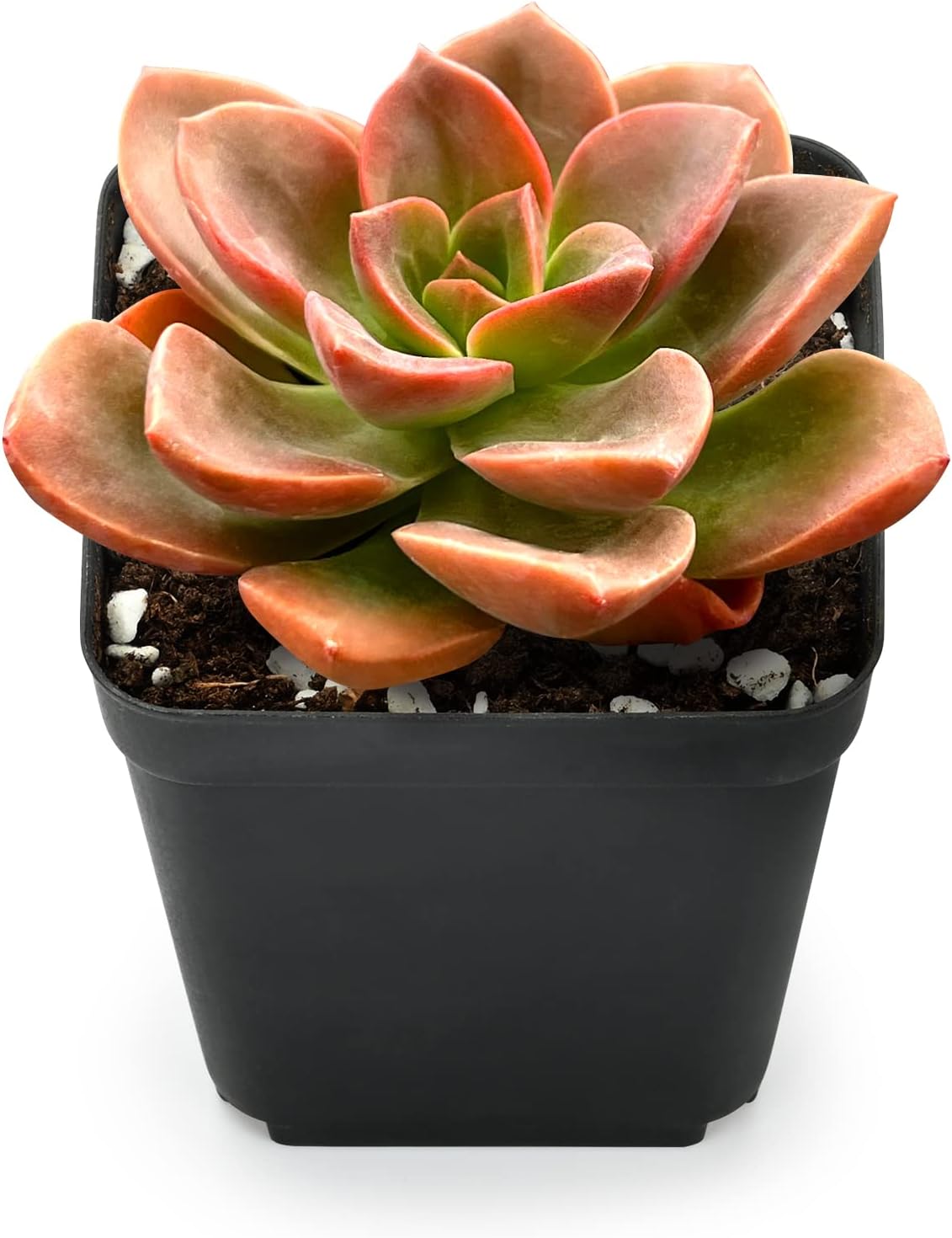 Sprout N Green Colorful Succulents Collection, 3 Live Succulent Plant Fully Rooted in 2 inch Starter Pot, Home Office Indoor Outdoor Wedding Decoration DIY Projects Party Favor