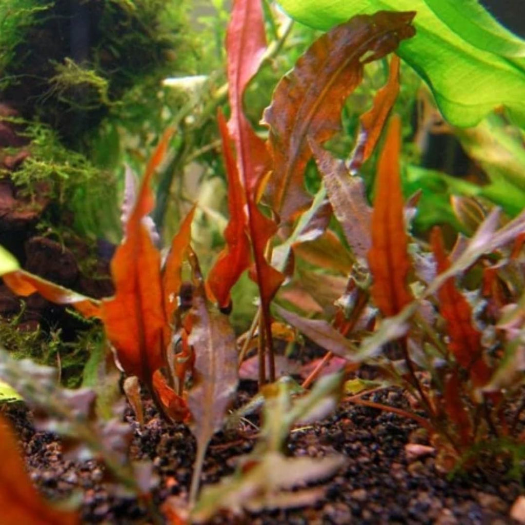 Red Cryptocoryne Wendtii Live Freshwater Aquarium Plants, Live Aquarium Pond Aquatic Plant