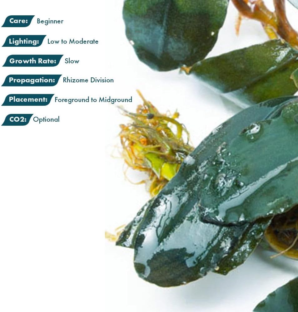 SubstrateSource Live Plants - Starglitz Buce (Bucephalandra sp.) - Low to Medium Light, Dark Green Iridescent Accent Freshwater Aquatic Rhizome Plant, Foreground to Midground Placement - Loose, 1 Pack