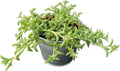 String of Dolphins with 4" Vintage Metal Pot, Live Succulent Plant Fully Rooted in Pots with Soil, Rare House Plant for Home Office Wedding Decoration DIY Projects Party