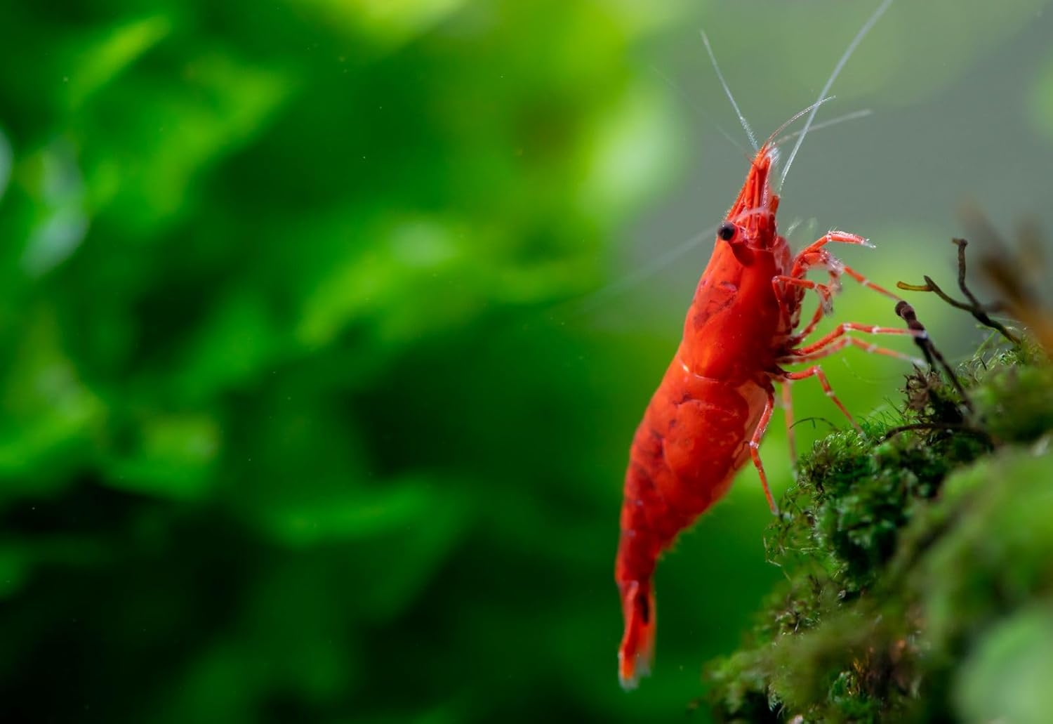 was High Grade Fire Red Cherry Shrimps Neocaridina Live Freshwater Shrimp Aquarium Inverts High-Grade Cherry Neocaridina Live Arrive Gurrentee (red-20)