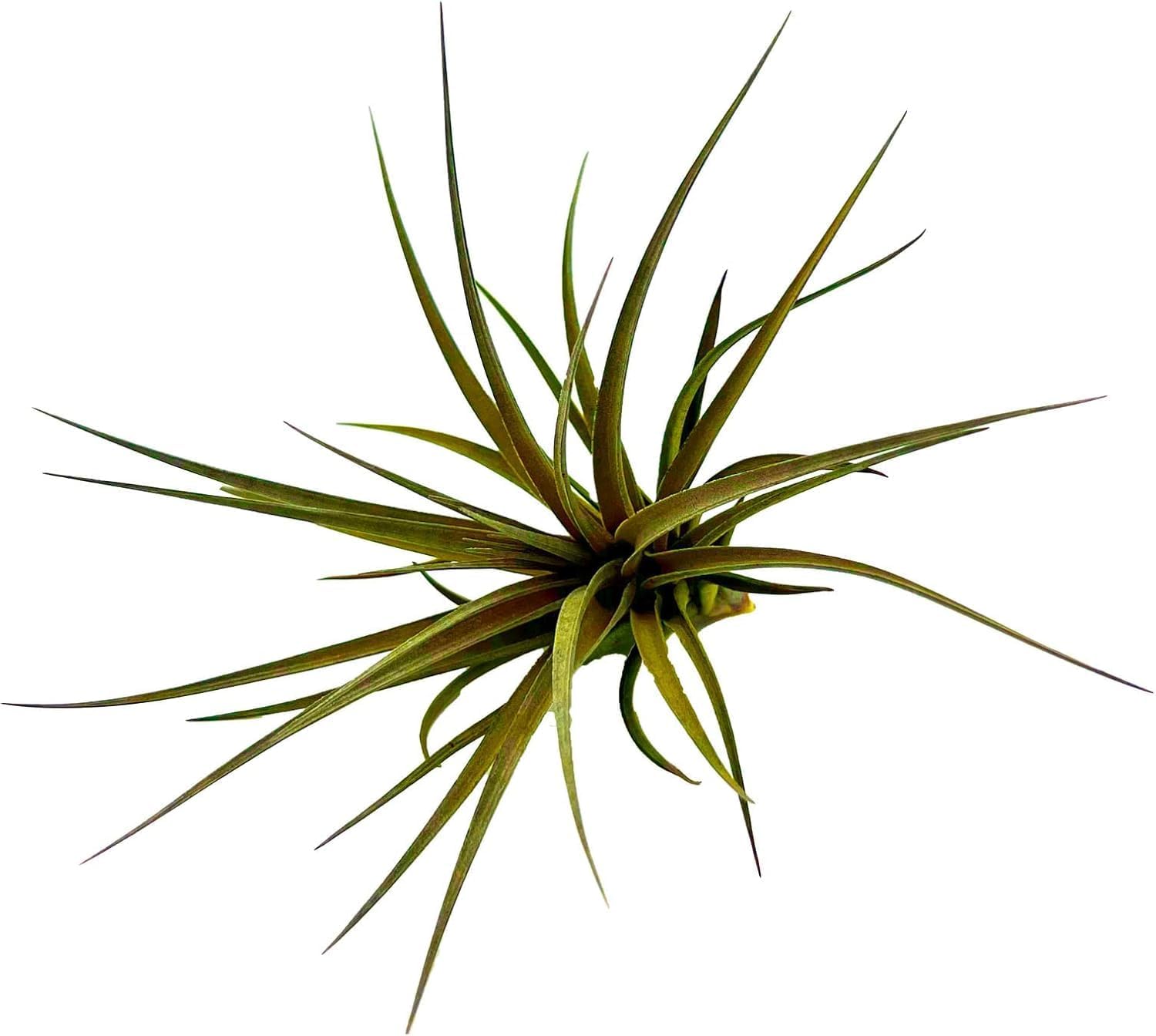 Air Plants - Flowering Tillandsia Stricta Large 5" - 3ct - Live Arrival Guaranteed - House Plants for Home Decor & Gift