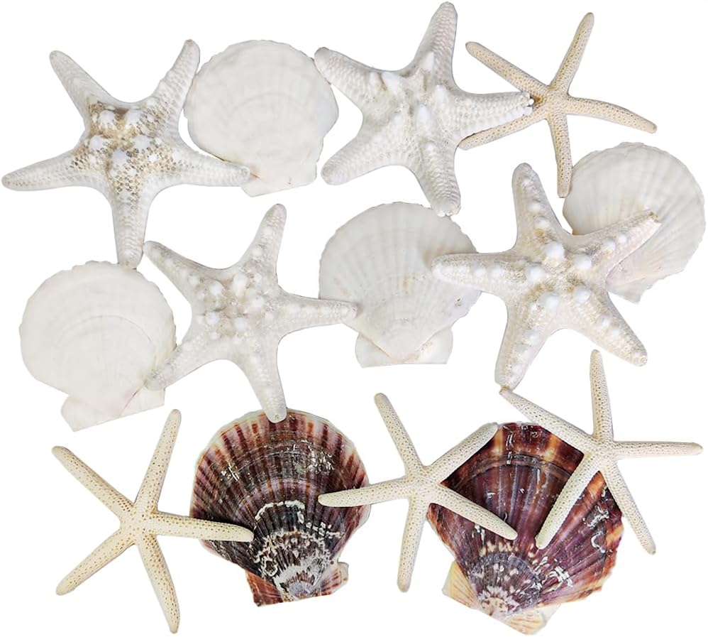 HappyFiller 14 PCS White Natural Scallop SeaShells Decorative Starfish Brown Sea Shells for Crafts,DIY Painting Projects,Coastal Beach Theme Decor,Wedding,Home Wall Decorations,Vase Fillers,2-3 Inches