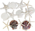 HappyFiller 14 PCS White Natural Scallop SeaShells Decorative Starfish Brown Sea Shells for Crafts,DIY Painting Projects,Coastal Beach Theme Decor,Wedding,Home Wall Decorations,Vase Fillers,2-3 Inches