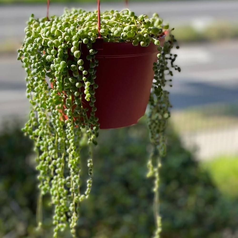 String of Pearls Plant Live, String of Pearls, Trailing Succulent from 4 to 7 inches in Height, 4 inch Pot for Indoor Planting