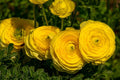 Ranunculus Bulbs for Planting - Buttercup Flower -Plant in Gardens, Containers & Flowerbeds - Easy to Grow Fall or Spring Perennial Flowers Bulbs (20 Yellow Bulbs)