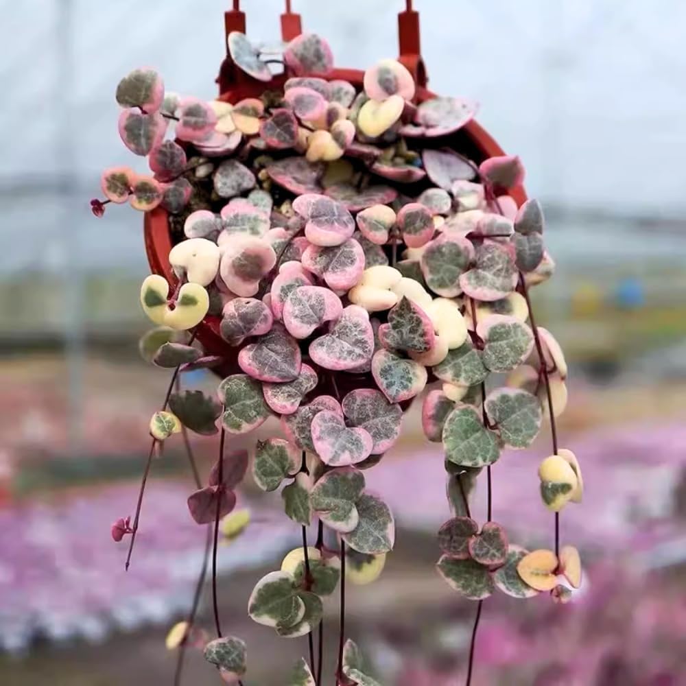 Variegated String of Hearts Plant Live, Ceropegia Woodii Variegated String of Hearts, Succulent Plants Live Houseplants (2.5 Inch Pot)