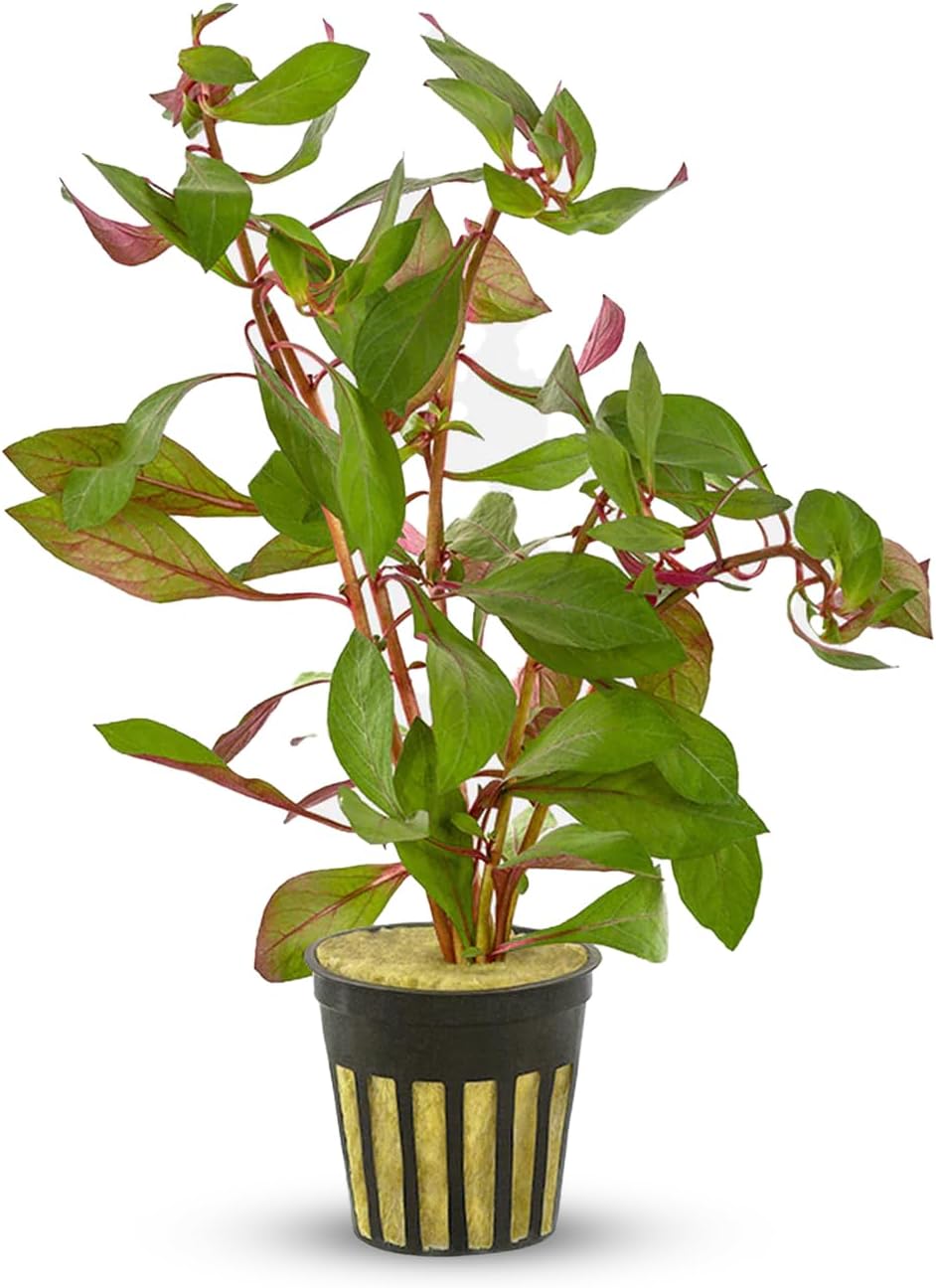 Ludwigia Repens Super Red Mini - Live Aquarium Plants - Easy Care Stem Plant for Fish Shrimp, & Planted Aquariums - Ideal Background, Midground Plant with Stunning Color - 2 Inch Pot