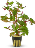Ludwigia Repens Super Red Mini - Live Aquarium Plants - Easy Care Stem Plant for Fish Shrimp, & Planted Aquariums - Ideal Background, Midground Plant with Stunning Color - 2 Inch Pot