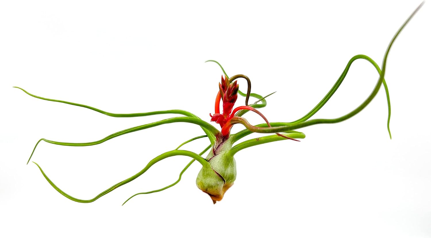 ragnaroc Air Plants - Flowering Tillandsia Bulbosa Belize, Giant 7-9" - 2ct - Live Arrival Guaranteed - House Plants for Home Decor & Gift