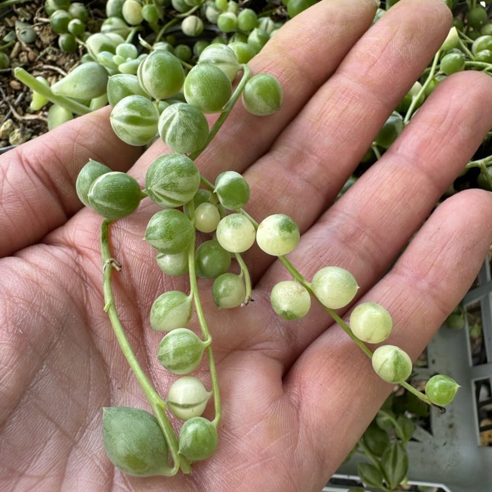 String of Pearls Plant Live 4 Inch Pot, Rare Succulents Plants in Hanging Baskets, Trailing Succulent Houseplant for Home Office (Variegated String of Pearls)