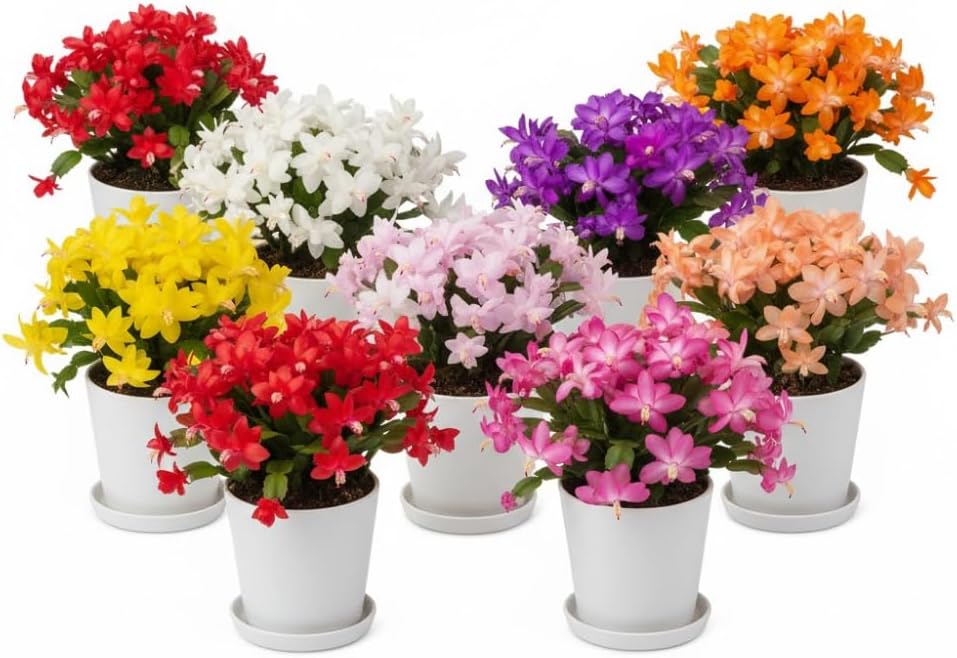 2 Mixed Christmas Cactus Plants, Thanksgiving Cactus 3-6 Inch Tall, Winter Succulents Flowers Container Hanging Basket Indoor Outdoor Planting